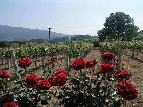 imagen 3 de Venta de finca exclusiva en Arbo (Pontevedra)