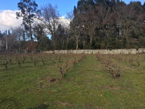 imagen 2 de Venta de terreno con viñedo en Caldas de Reis