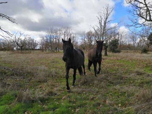 imagen 1 de Venta de preciosa finca en Peralejos de Arriba (Salamanca)