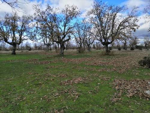 imagen 2 de Venta de preciosa finca en Peralejos de Arriba (Salamanca)