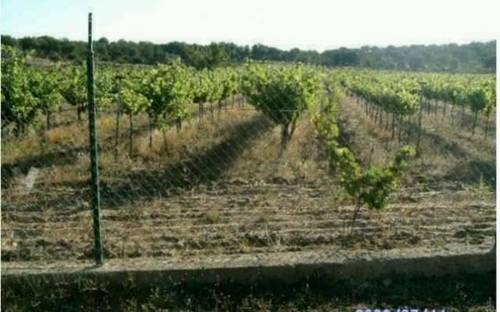 imagen 3 de Venta def inca con merendero y viñedo en Salamanca