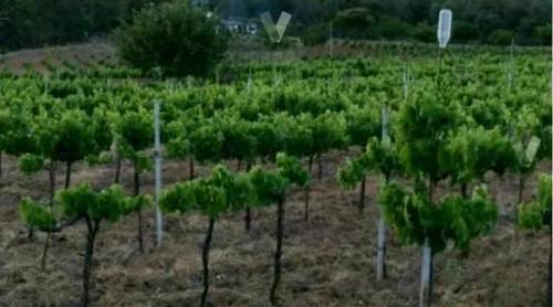 imagen 1 de Venta def inca con merendero y viñedo en Salamanca