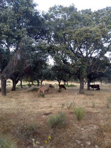 imagen 4 de Venta de finca de gran extensión en Ciudad Rodrigo