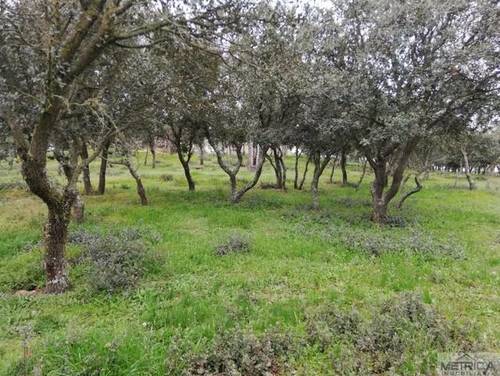 imagen 3 de Venta de preciosa finca con casa en Calvarrasa de Arriba (Salamanca)