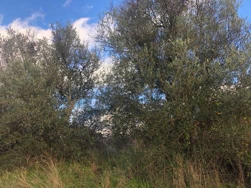 imagen 2 de Venta de finca con buen acceso
