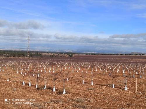 imagen 2 de Finca de almendros superintensivo ecológico Guadix
