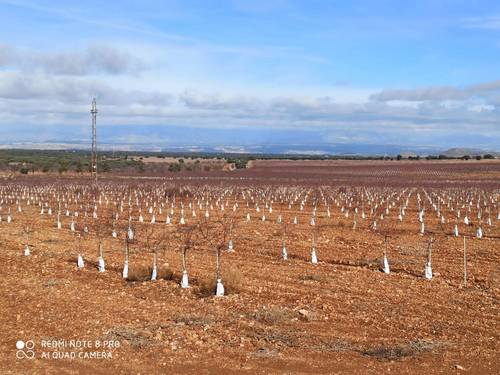 imagen 4 de Finca de almendros superintensivo ecológico Guadix