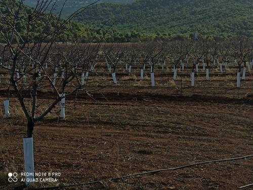 imagen 3 de Finca de almendros superintensivo ecológico Guadix
