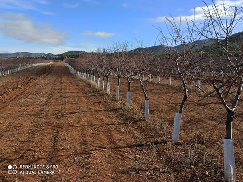 imagen 1 de Finca de almendros superintensivo ecológico Guadix