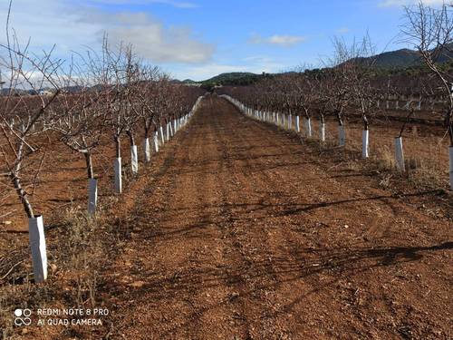 imagen 1 de Finca de almendros superintensivo ecológico Guadix
