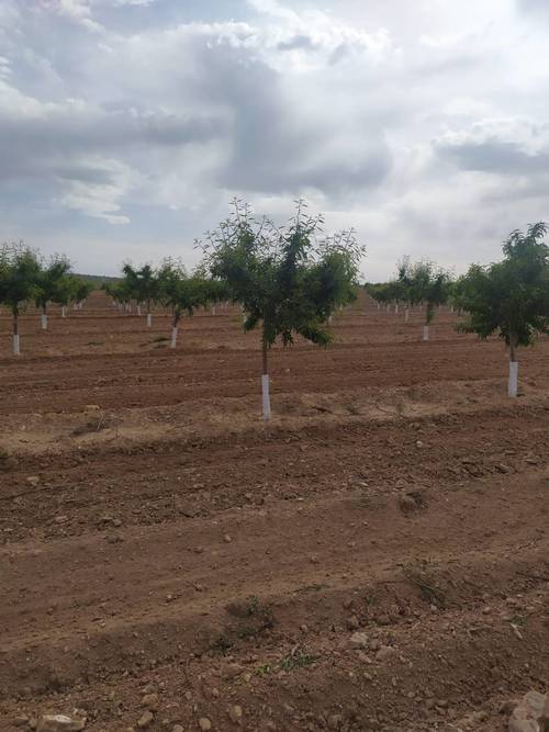 imagen 1 de Finca de almendros de 180 has en Guadix