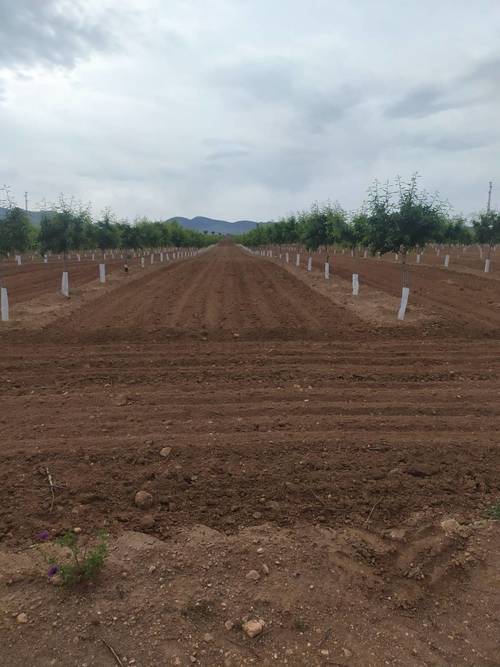 imagen 1 de Finca de almendros de 180 has en Guadix