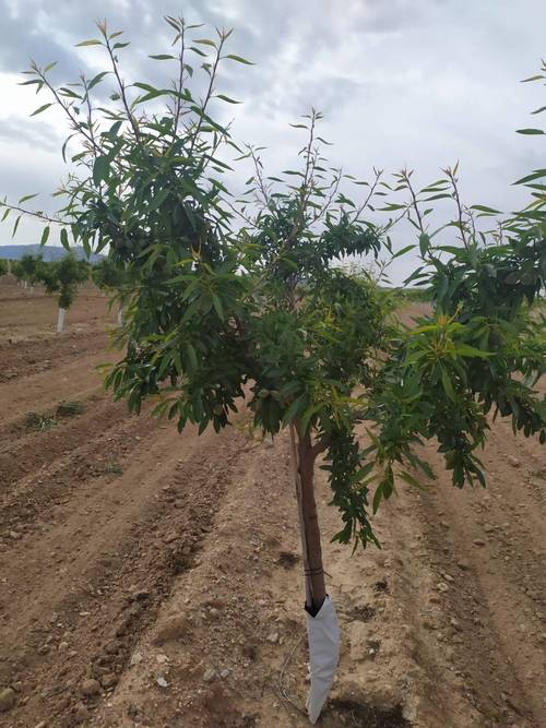imagen 3 de Finca de almendros de 180 has en Guadix