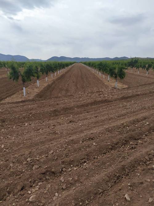 imagen 5 de Finca de almendros de 180 has en Guadix