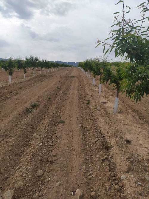 imagen 2 de Finca de almendros de 180 has en Guadix