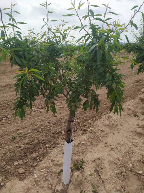 imagen 4 de Finca de almendros de 180 has en Guadix