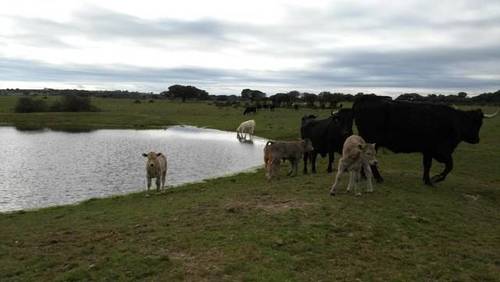 imagen 1 de Venta de finca en Zafrón (Salamanca)