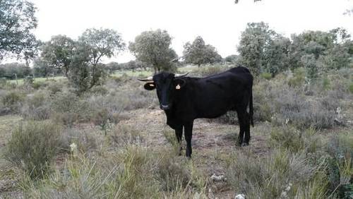 imagen 1 de Venta de finca en Zafrón (Salamanca)
