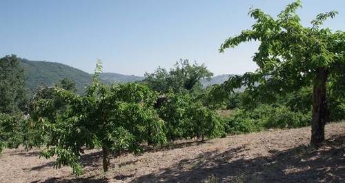 imagen 1 de Venta de finca en Santibañez de la Sierra