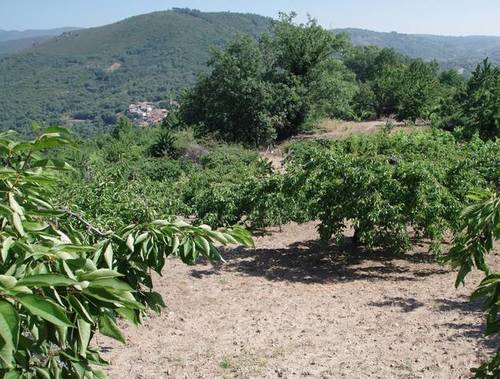 imagen 2 de Venta de finca en Santibañez de la Sierra