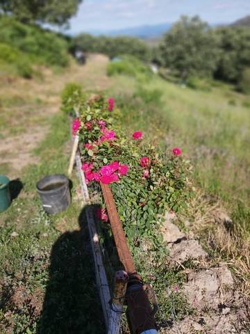 imagen 5 de Venta de finca de recreo en Béjar