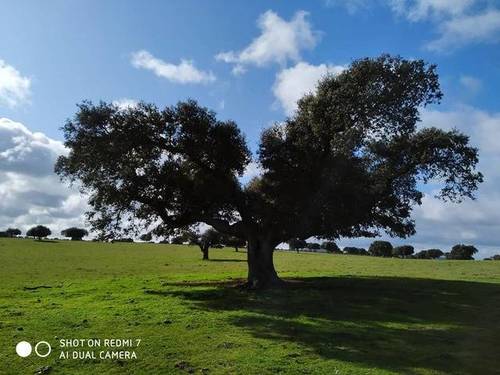 imagen 1 de Venta de finca (Dehesa) cerca de Vecinos