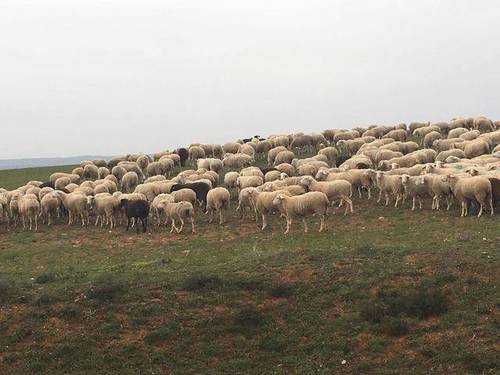 imagen 1 de Venta de estupendas fincas agrícolas y ganaderas en Riaza (Segovia)