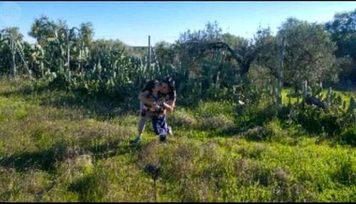 imagen 3 de Venta de terreno vallado con olivos en Tomares (Sevilla)