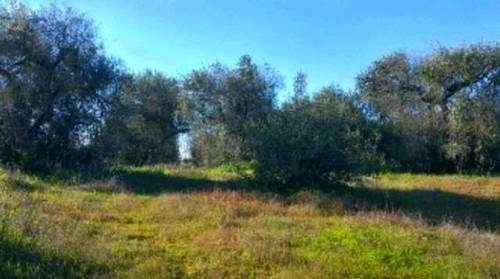 imagen 2 de Venta de terreno vallado con olivos en Tomares (Sevilla)
