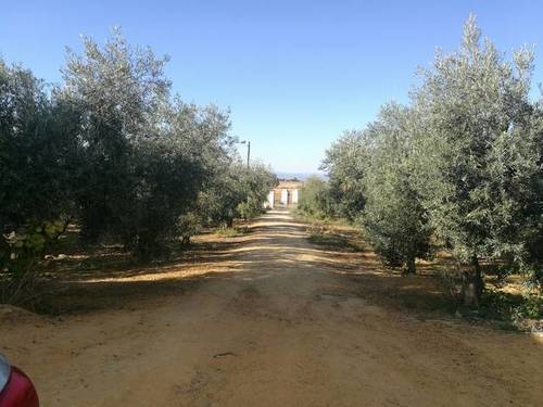 imagen 1 de Venta de finca con casa e instalaciones hípicas en Carmona (Sevilla)