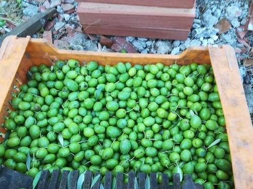imagen 2 de Alquiler de olivar con certificado ecológico en Cazalla de la Sierra (Sevilla)