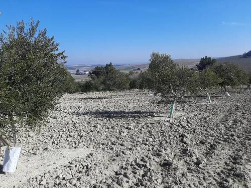 imagen 1 de Venta de finca con nave y olivar en Sevilla