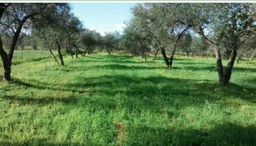 imagen 1 de Venta de olivar en Pilas (Sevilla)