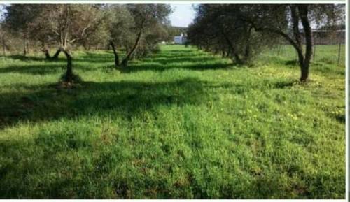 imagen 2 de Venta de olivar en Pilas (Sevilla)