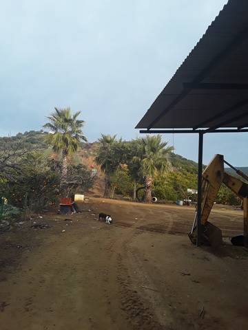imagen 2 de Venta de finca de Naranjos y Olivar con casa en Lora del Río (Sevilla)