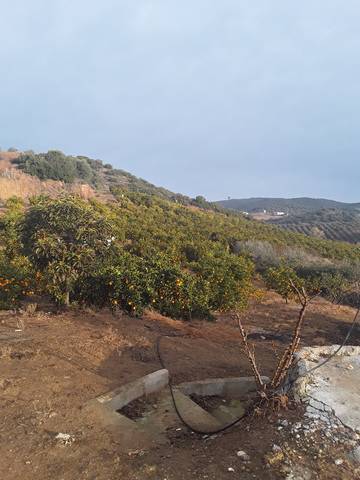 imagen 1 de Venta de finca de Naranjos y Olivar con casa en Lora del Río (Sevilla)