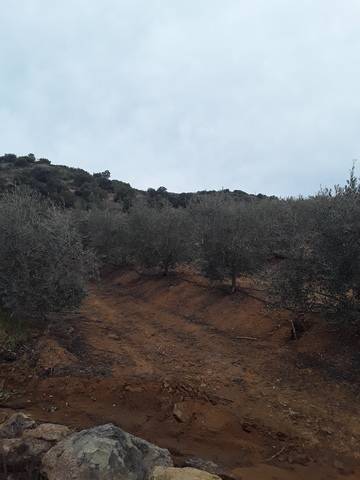 imagen 4 de Venta de finca de Naranjos y Olivar con casa en Lora del Río (Sevilla)