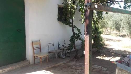 imagen 1 de Venta de olivar con casa en Bollullos  de la Mitación (Sevilla)