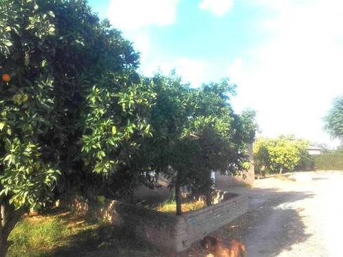 imagen 3 de Venta de finca de naranjos con nave en La Algaba (Sevilla)