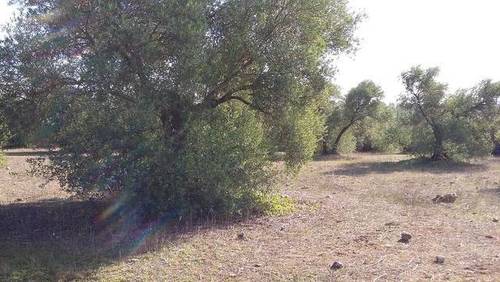 imagen 1 de Venta de olivar en Alcolea del Río (Sevilla)