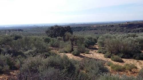 imagen 2 de Venta de olivar en Alcolea del Río (Sevilla)