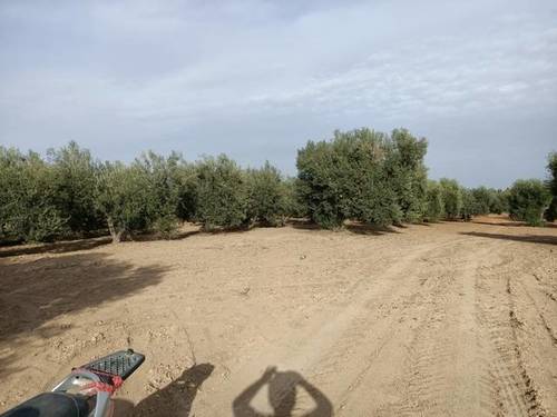 imagen 2 de Venta de olivar con muy buena ubicación en Los Palacios (Sevilla)