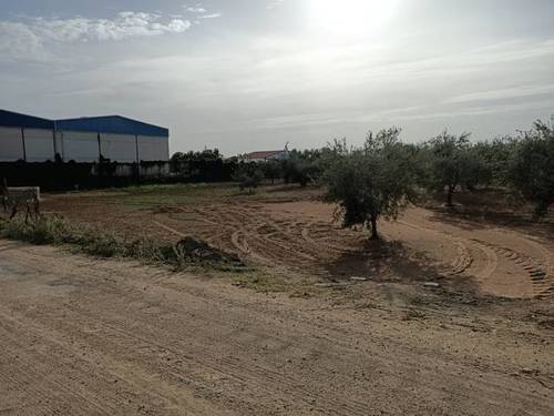 imagen 3 de Venta de olivar con muy buena ubicación en Los Palacios (Sevilla)