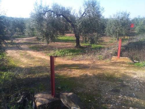 imagen 1 de Venta de finca con olivos en Pilas (Sevilla)