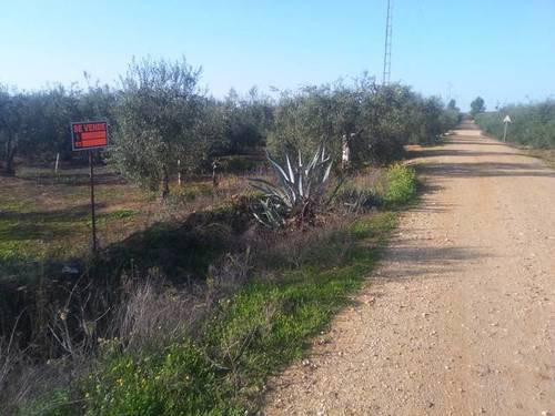 imagen 2 de Venta de finca con olivos en Pilas (Sevilla)