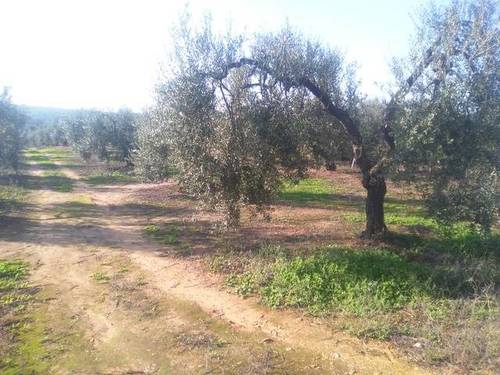 imagen 3 de Venta de finca con olivos en Pilas (Sevilla)