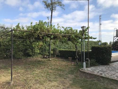 imagen 3 de Venta de parcela con olivos y casa en Almensilla (Sevilla)