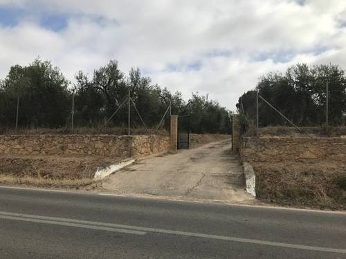 imagen 4 de Venta de parcela con olivos y casa en Almensilla (Sevilla)