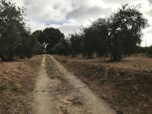 imagen 5 de Venta de parcela con olivos y casa en Almensilla (Sevilla)