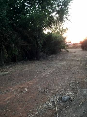 imagen 2 de Venta de finca rústica con buen acceso en Sanlucar La Mayor